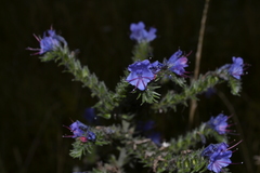 Echium vulgare