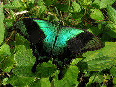 Papilio peranthus
