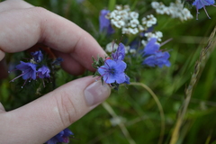 Echium vulgare