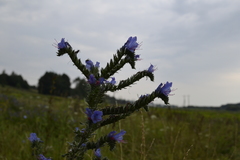 Echium vulgare