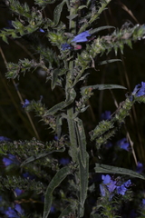Echium vulgare