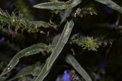 Echium vulgare