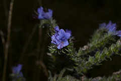 Echium vulgare