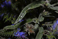 Echium vulgare