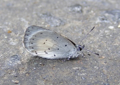 Udara akasa
