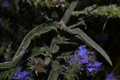 Echium vulgare