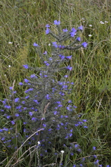 Echium vulgare