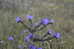 Echium vulgare