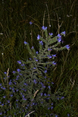 Echium vulgare
