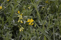 Lathyrus pratensis