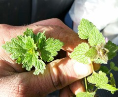 Lamium hybridum