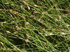 Eleocharis quinqueflora