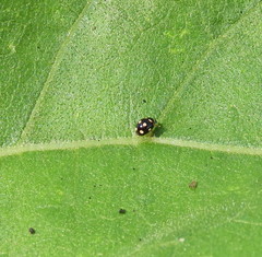 Brachiacantha decempustulata