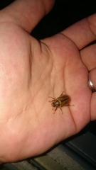 Amphimallon solstitiale