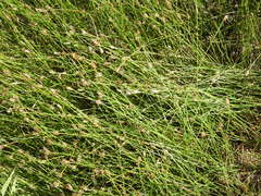 Eleocharis quinqueflora