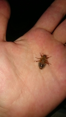 Amphimallon solstitiale