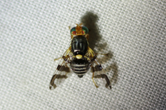 Rhagoletis cingulata