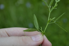 Lathyrus pratensis