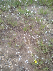 Linaria repens