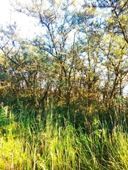 Hippophae rhamnoides