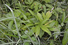 Chaerophyllum aromaticum