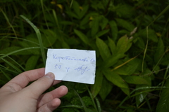 Chaerophyllum aromaticum