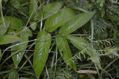 Chaerophyllum aromaticum