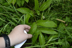 Chaerophyllum aromaticum