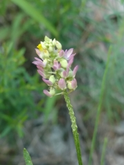 Polygala mariana