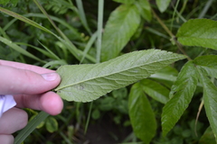 Chaerophyllum aromaticum