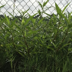 Hygrophila