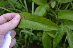 Chaerophyllum aromaticum