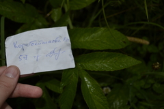 Chaerophyllum aromaticum