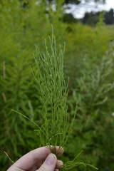 Equisetum arvense