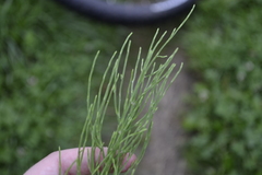 Equisetum arvense
