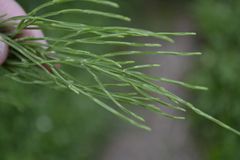 Equisetum arvense