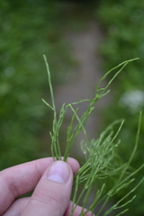 Equisetum arvense