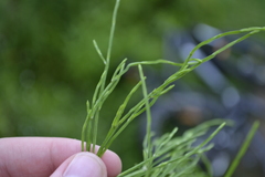 Equisetum arvense