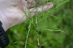 Equisetum arvense