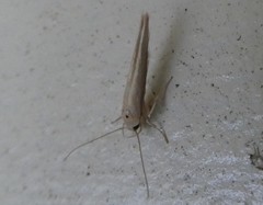 Stathmopoda skelloni