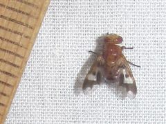 Oestrophasia calva