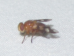 Oestrophasia calva