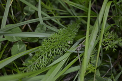 Achillea millefolium