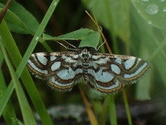 Nymphula nitidulata