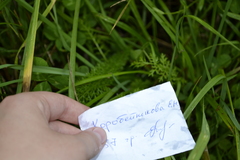 Achillea millefolium