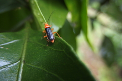 Cantharidae
