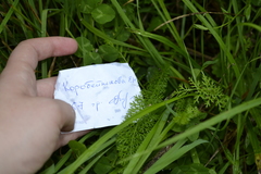 Achillea millefolium
