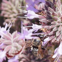 Xylocopa californica diamesa
