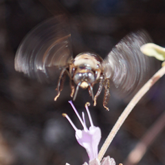 Xylocopa californica diamesa
