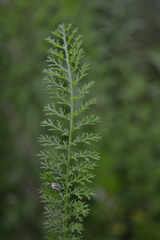 Achillea millefolium